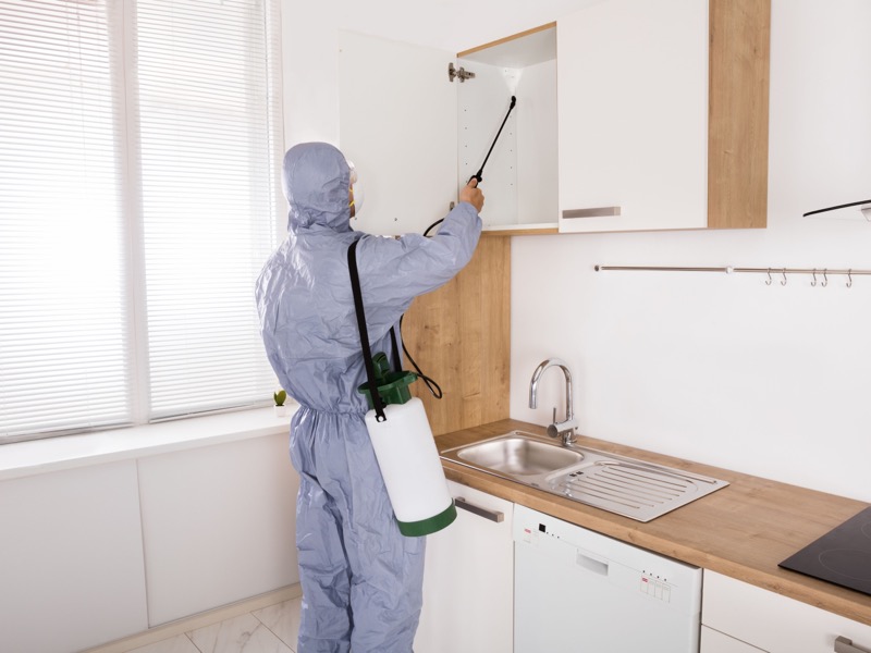 Wespenbekämpfung - Notdienst